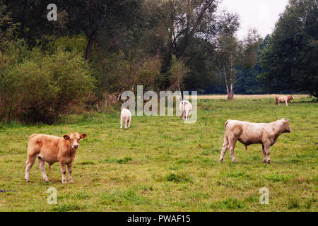 Les vaches dans le champ dans la biosphère Spreewald. Banque D'Images