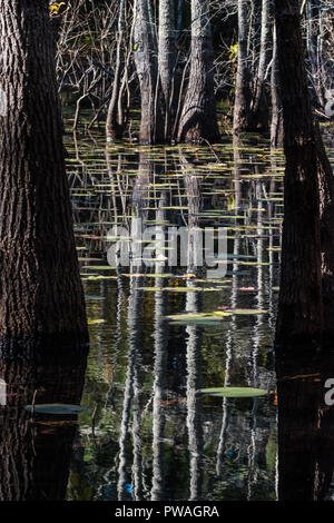 Réflexions d'arbres dans l'étang avec des nénuphars flottant Banque D'Images
