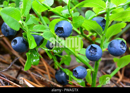 Les bleuets, mûres fraîches sur les petites gouttes de bush avec la rosée du matin Banque D'Images