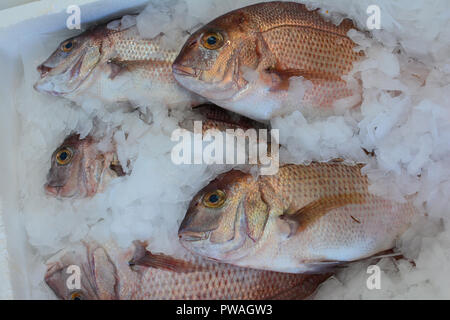 Marché de Fruits de mer fraîchement pêchés, poisson vivaneau sur des cubes de glace, prête pour la vente Banque D'Images