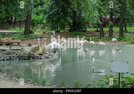 Pélicans et flamands roses à l'étang avec plaque signalétique. Banque D'Images