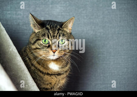 Chat rayé bâtard, matières grasses joues, close-up portrait, est assis derrière un voile gris, dans l'arrière-plan un fond bleu foncé, vert, yeux obliques énormes Banque D'Images