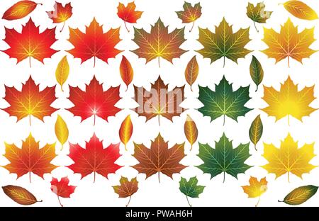 Vecteur isolés Automne Automne feuilles de différents types et couleurs Illustration de Vecteur