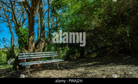 Banc blanc sous les arbres. Banc vide sous arbre. Beau temps le matin avec des arbres. Banque D'Images