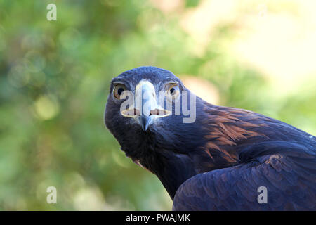 Portrait de l'un aigle doré à directement à l'afficheur avec bec partiellement ouverte. Pendant des siècles, cette espèce a été l'un des plus réputés Banque D'Images