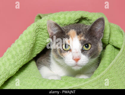 Portrait d'un calicot gris chaton avec un pic d'une couverture verte avec fond rose. Banque D'Images