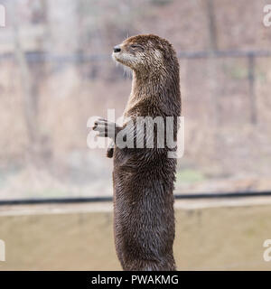 L'Amérique du Nord La loutre de rivière (Lontra canadensis) portrait vue côté permanent Banque D'Images