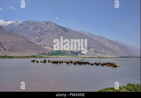 Le passage du bétail dans la rivière Panj Vallée de Wakhan entre l'Afghanistan et le Tadjikistan Banque D'Images