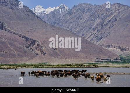 Le passage du bétail dans la rivière Panj Vallée de Wakhan entre l'Afghanistan et le Tadjikistan Banque D'Images