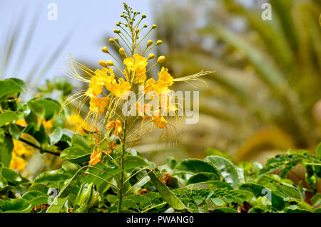 Poinciana nain nom Latin Caesalpinia pulcherrima fleurs Banque D'Images