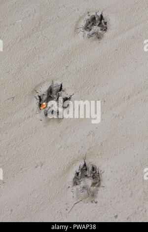 Territoire du Yukon, en Alaska. Vue verticale de trois empreintes de loup arctique dans un contexte de la boue sèche. Banque D'Images