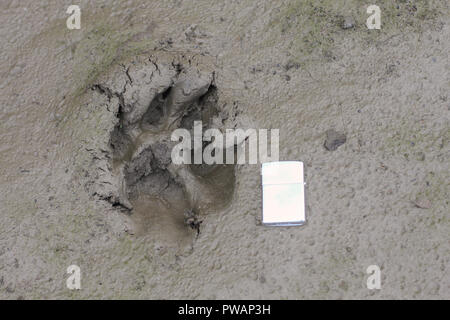 Territoire du Yukon, en Alaska. Vue horizontale de loup arctique taille empreinte en comparaison avec un briquet. Arrière-plan de la boue sèche. Banque D'Images