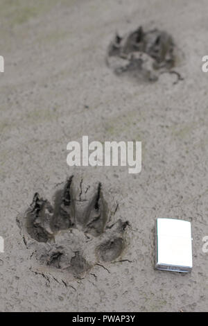 Territoire du Yukon, en Alaska. Vue verticale du loup arctique taille empreinte en comparaison avec un briquet. Arrière-plan de la boue sèche. Banque D'Images