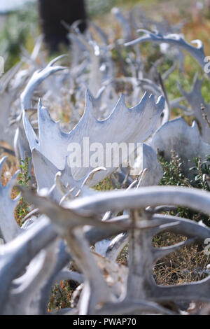 Old Crow, Canada. Close up of fence mixtes de bois de caribou et d'orignal. Banque D'Images