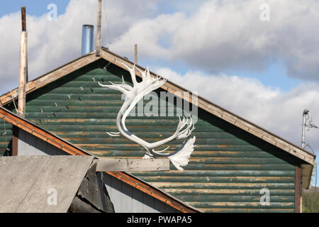 Old Crow, Canada. Détail de caribous kull portant des bois sur le toit d'une maison et une autre maison en bois vert en arrière-plan. Banque D'Images