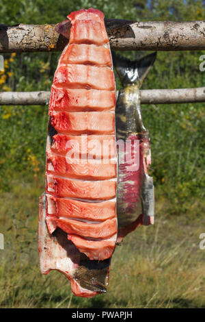 Territoire du Yukon, en Alaska. Vue verticale de séchage de poisson Saumon sur un rack de poissons avec la forêt en arrière-plan. Banque D'Images