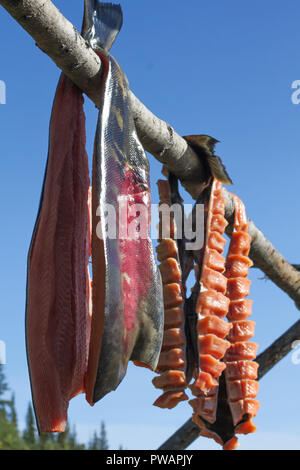 Territoire du Yukon, en Alaska. Vue verticale de séchage de poisson Saumon sur un rack de poissons. Banque D'Images