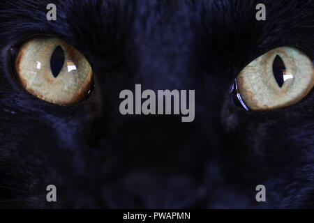 Close up of les yeux verts d'un chat noir. Banque D'Images