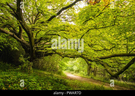 Sous la voie bordée d'un ancien chêne arbre à feuillage vert dense dans un bois sur la Goodwood Estate près de Chichester en Angleterre Banque D'Images