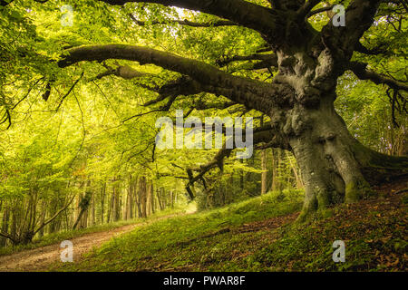 Sous la voie bordée d'un ancien chêne arbre à feuillage vert dense dans un bois sur la Goodwood Estate près de Chichester en Angleterre Banque D'Images