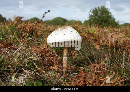 Coulemelle (Macrolepiota procera) Banque D'Images