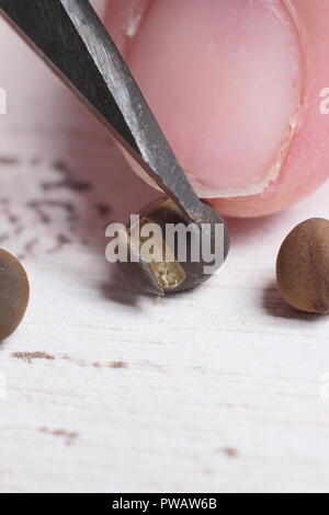 Lathyrus odoratus. Entaille (chitting, écaillé ou scarification) le shell de pois sucré pour favoriser la germination des semences Banque D'Images