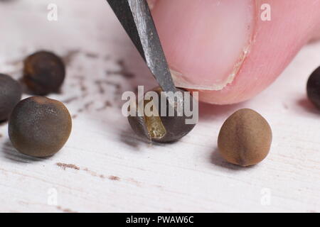 Lathyrus odoratus. Entaille (chitting, écaillé ou scarification) le shell de pois sucré pour favoriser la germination des semences Banque D'Images