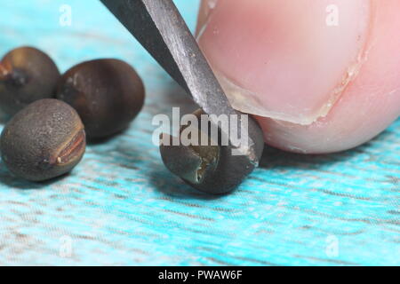 Lathyrus odoratus. Entaille (chitting, écaillé ou scarification) le shell de pois sucré pour favoriser la germination des semences Banque D'Images