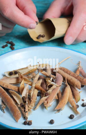 Lathyrus odoratus. Dépose des graines de pois secs pods et stockage dans une enveloppe pour les futures plantations, UK Banque D'Images