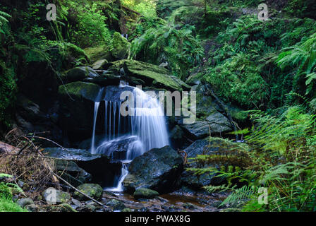 Une cascade dans l'univers magique de marche, dans Glen Rondelles Argyll Forest Park, près de Dunoon, sur la péninsule de Cowal, Argyll and Bute, Ecosse. 10 Septembre 2007 Banque D'Images