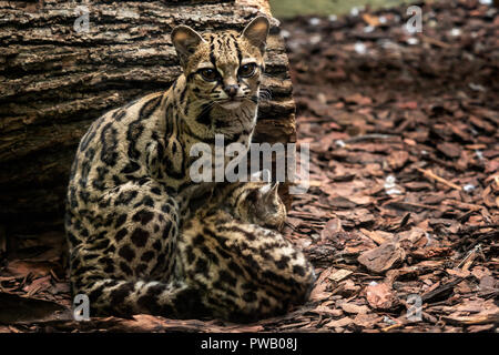 Margay Leopardus Wiedii Femme Avec Bebe Chats Margay Paire D Etreindre L Autre Photo Stock Alamy