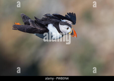 Vue aérienne, latérale, grand angle, gros plan sur l'oiseau de mer sauvage de Puffin du Royaume-Uni (Fratercula arctica) isolé en vol stationnaire dans la brise par les falaises côtières, Bempton. Banque D'Images