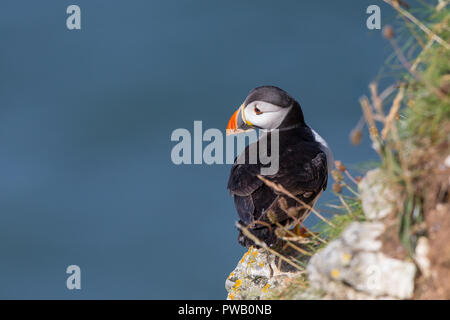 Vue arrière de près d'un oiseau de mer sauvage de macareux du Royaume-Uni (Fratercula arctica) isolé, perché sur le bord de la falaise côtière, Bempton, fond bleu de mer. Bec de Puffin. Banque D'Images