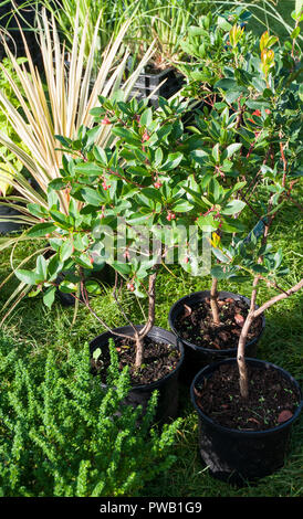 Trois Arbutus unedo Arbre aux fraises en fleurs en pots de 5lt Banque D'Images