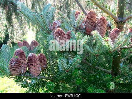La direction de pittoresque avec les cônes de sapin Banque D'Images