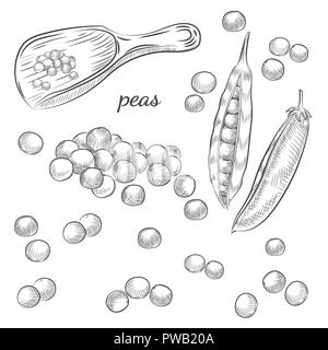 Croquis à main pois sur fond blanc. Les gousses de pois et les pois en écope vector illustration. Illustration de Vecteur