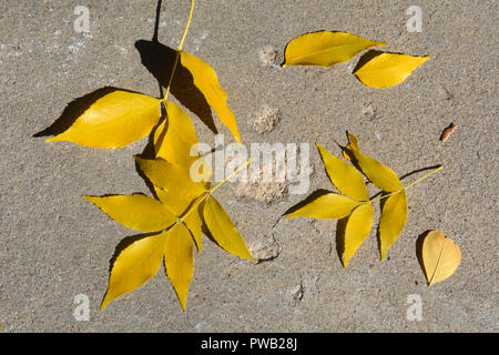 Les feuilles de frêne jaune tombé sur béton vieux trottoir sur la journée ensoleillée d'automne Banque D'Images