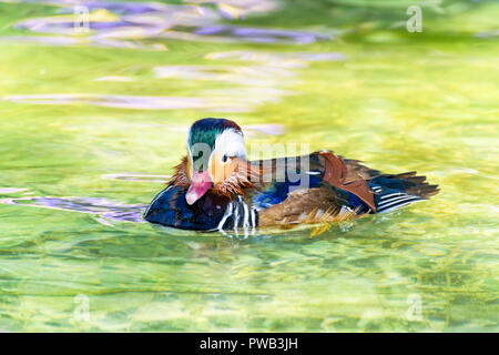 Canard Mandarin mâle ou Aix galericulata, le canard sauvage a été présenté comme un animal de compagnie est un flottant à la surface de l'eau claire heureusement Banque D'Images