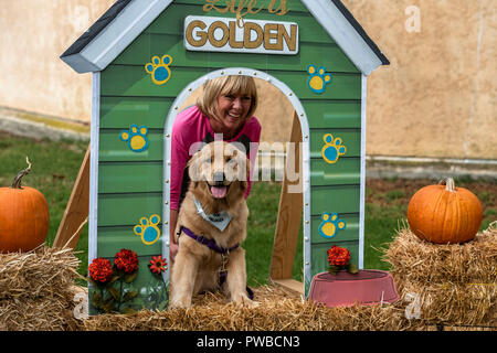 Huntington Beach, USA. 14Th Oct, 2018. Huntington Beach, CA. Des centaines de golden retrievers se rassemblent à l'Huntington Central Park pour le 2e rapport annuel Palooza Goldie, bénéficiant de l'événement de sauvetage dans la région de Los Angeles et à Porto Rico le dimanche, Octobre 14, 2018. Credit : Benjamin Ginsberg/Alamy Live News Banque D'Images