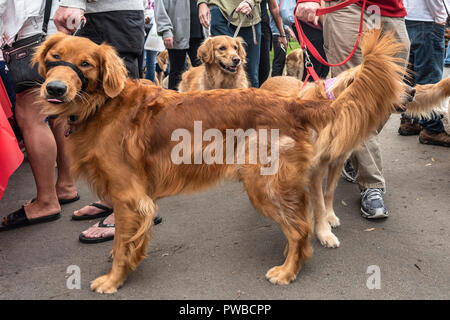 Huntington Beach, USA. 14Th Oct, 2018. Huntington Beach, CA. Des centaines de golden retrievers se rassemblent à l'Huntington Central Park pour le 2e rapport annuel Palooza Goldie, bénéficiant de l'événement de sauvetage dans la région de Los Angeles et à Porto Rico le dimanche, Octobre 14, 2018. Credit : Benjamin Ginsberg/Alamy Live News Banque D'Images