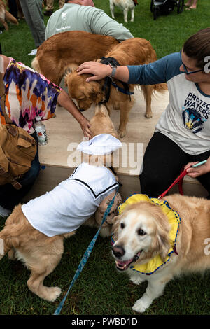 Huntington Beach, USA. 14Th Oct, 2018. Huntington Beach, CA. Des centaines de golden retrievers se rassemblent à l'Huntington Central Park pour le 2e rapport annuel Palooza Goldie, bénéficiant de l'événement de sauvetage dans la région de Los Angeles et à Porto Rico le dimanche, Octobre 14, 2018. Credit : Benjamin Ginsberg/Alamy Live News Banque D'Images