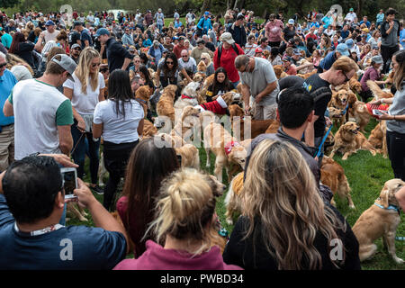 Huntington Beach, USA. 14Th Oct, 2018. Huntington Beach, CA. Des centaines de golden retrievers se rassemblent à l'Huntington Central Park pour le 2e rapport annuel Palooza Goldie, bénéficiant de l'événement de sauvetage dans la région de Los Angeles et à Porto Rico le dimanche, Octobre 14, 2018. Credit : Benjamin Ginsberg/Alamy Live News Banque D'Images