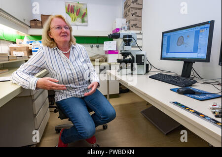 Vienne, Autriche. 12 octobre, 2018. Le professeur Martina Weber travaille dans le laboratoire de l'Institut de botanique de l'université avec la plus grande base de données polliniques 'paldat.org'. Elle est l'un des rares experts dans le monde entier de se spécialiser en médecine légale l'analyse pollinique. Des criminologues, y compris de l'Office fédéral de la Police criminelle, faire un pèlerinage à elle en vienne à s'enquérir de la méthode. (Dpa Le pollen "profilers - avec du pollen sur une chasse') : Jan Gott/dpa/Alamy Live News Banque D'Images