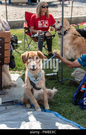 Huntington Beach, USA. 14Th Oct, 2018. Huntington Beach, CA. Des centaines de golden retrievers se rassemblent à l'Huntington Central Park pour le 2e rapport annuel Palooza Goldie, bénéficiant de l'événement de sauvetage dans la région de Los Angeles et à Porto Rico le dimanche, Octobre 14, 2018. Credit : Benjamin Ginsberg/Alamy Live News Banque D'Images