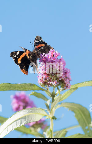 Stirlingshire, Ecosse, Royaume-Uni. 15 Octobre 2018 : France - Red Admiral papillons se chamaillent pour la dernière des buddleia ou arbre aux papillons fleurs sous un ciel bleu brillant dans Stirlingshire, Ecosse Crédit : Kay Roxby/Alamy Live News Banque D'Images