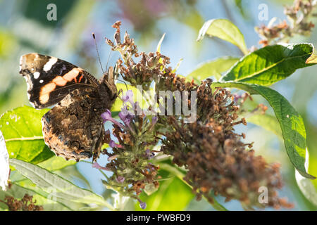 Stirlingshire, Ecosse, Royaume-Uni. 15 Octobre 2018 : France - un papillon amiral rouge boire les dernières gouttes de nectar de la décoloration des fleurs sur un buddleia ou arbre aux papillons fleurs sous un ciel bleu brillant dans Stirlingshire, Ecosse Crédit : Kay Roxby/Alamy Live News Banque D'Images