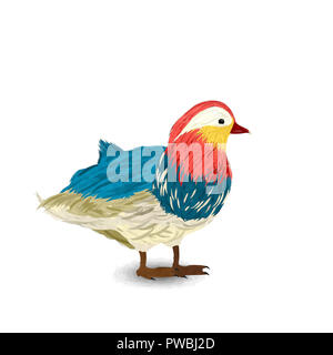Mignon petit canard mandarin aquarelle dessin sur fond blanc Banque D'Images