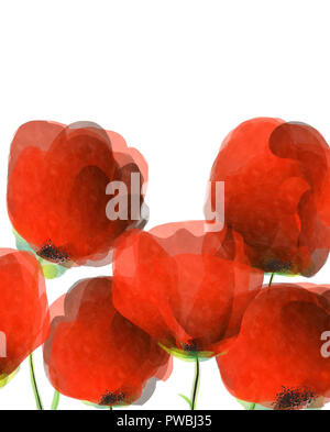 Aquarelle coquelicots rouges sur fond blanc Banque D'Images