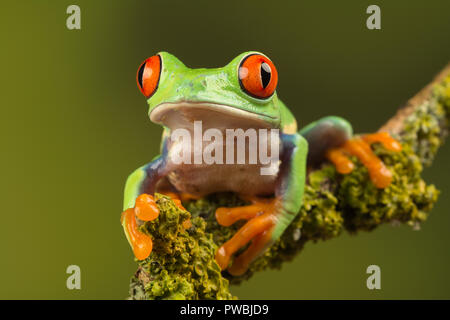 Close-up of red-eyed tree frog (agalychnis callidryas), une espèce d'amphibiens colorés, sur une branche Banque D'Images