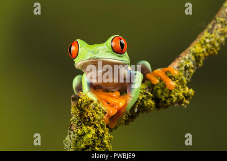 Close-up of red-eyed tree frog (agalychnis callidryas), une espèce d'amphibiens colorés, sur une branche Banque D'Images